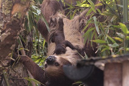 Sloth Baby at Drusillas Park2_1.jpg